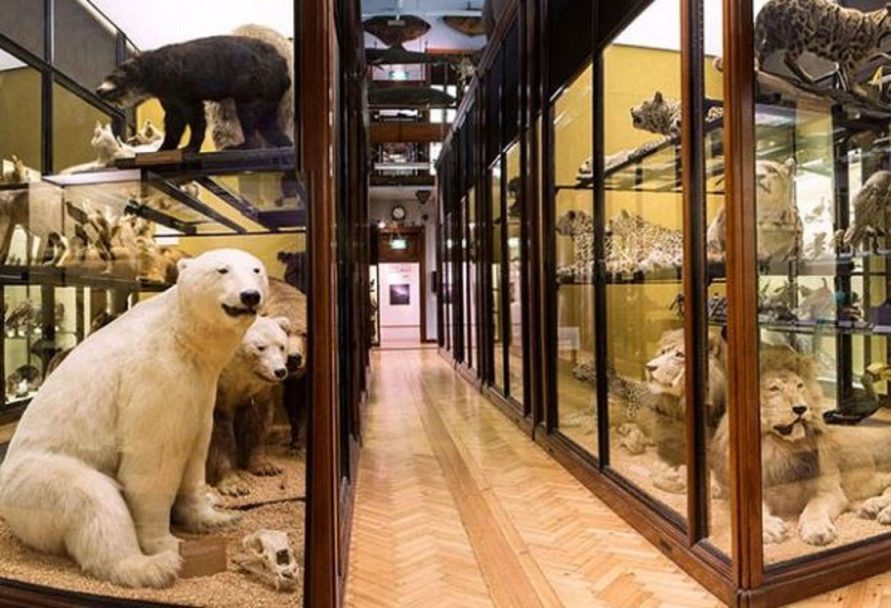 Natural History Museum at Tring